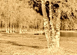 Sepia + Negatyw