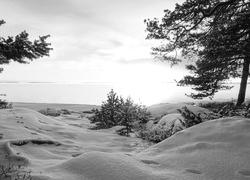 Szary + Sepia