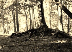 Szary + Sepia
