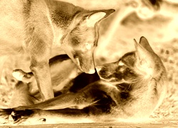 Sepia + Negatyw