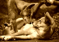 Sepia