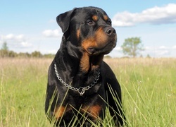 Oryginalny obrazek