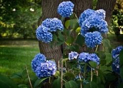 Oryginalny obrazek