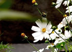 Oryginalny obrazek