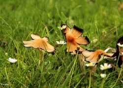 Oryginalny obrazek