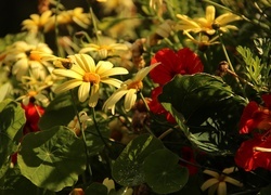 Oryginalny obrazek