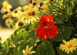 Oryginalny obrazek