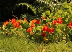 Oryginalny obrazek