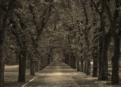 Szary + Sepia