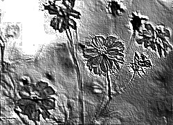 Skamielina