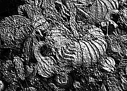 Skamielina