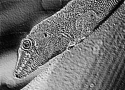 Skamielina