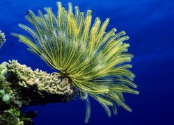 Oryginalny obrazek