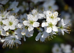 Oryginalny obrazek