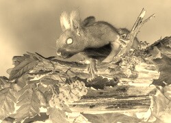 Sepia + Negatyw