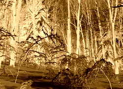 Sepia + Negatyw