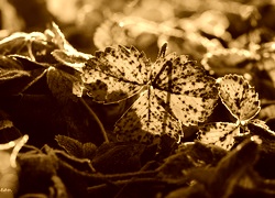 Sepia