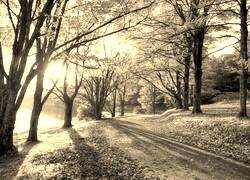 Szary + Sepia