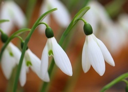 Oryginalny obrazek