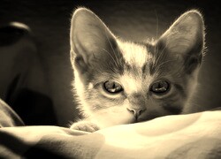 Szary + Sepia