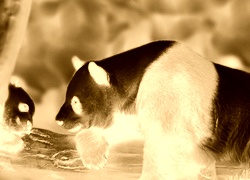 Sepia + Negatyw