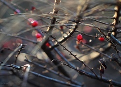 Oryginalny obrazek