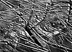Skamielina