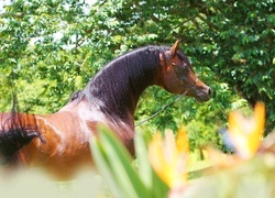 Oryginalny obrazek