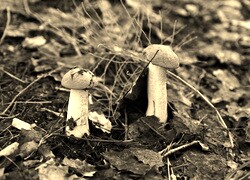 Szary + Sepia