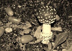 Szary + Sepia