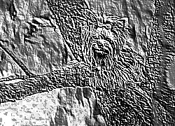 Skamielina