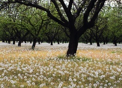 Oryginalny obrazek