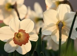 Oryginalny obrazek