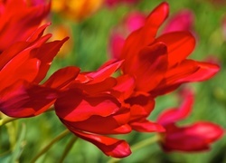 Oryginalny obrazek