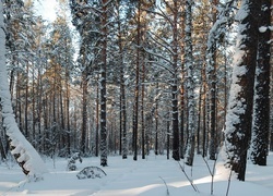 Oryginalny obrazek