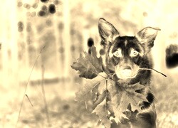 Sepia + Negatyw