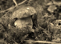 Sepia