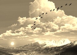 Szary + Sepia