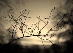 Szary + Sepia
