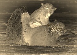 Sepia + Negatyw