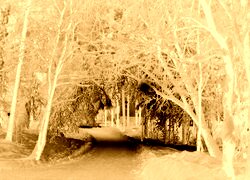 Sepia + Negatyw
