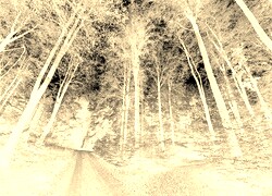 Sepia + Negatyw