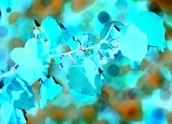 Negatyw