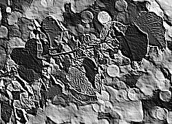 Skamielina