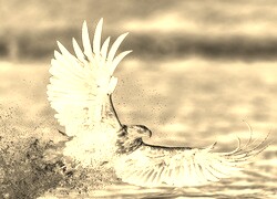 Sepia + Negatyw