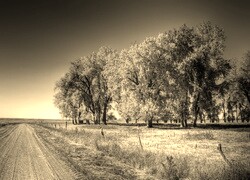Szary + Sepia