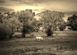 Szary + Sepia