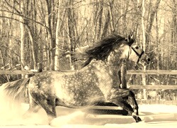 Szary + Sepia