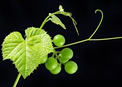 Oryginalny obrazek