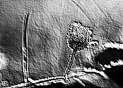 Skamielina